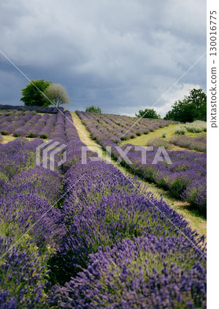 Lavender fields blanketing hill under cloudy sky, featuring trees and grassy trails weaving between vibrant rows in picturesque countryside on summer day. Lavender field rolling across hillside Lavender fields blanketing hill under cloudy sky, featuring trees and grassy trails weaving between vibrant rows in picturesque countryside on summer day. Lavender field rolling across hillside 130016775