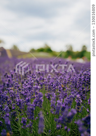 Honeybee collecting nectar on blooming lavender flowers in field, with blurred background of trees and cloudy sky, creating serene and natural scene. Honeybee gathering nectar from vibrant lavender 130016809