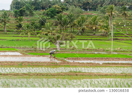 Traditional manual rice cultivation in rural India Traditional manual rice cultivation in rural India 130016838