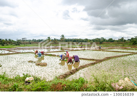 Traditional manual rice cultivation in rural India 130016839