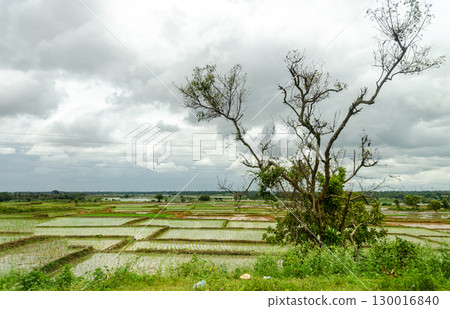 Paddy fields cultivated in a traditional way in rural India Paddy fields cultivated in a traditional way in rural India 130016840