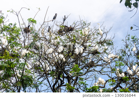 Heron and Egret migratory birds nesting in the Nitte University Campus, Karkala, Karnataka, India Heron and Egret migratory birds nesting in the Nitte University Campus, Karkala, Karnataka, India 130016844