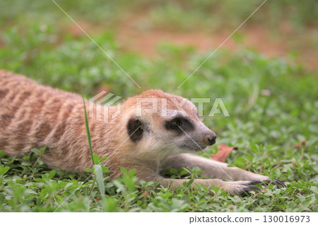 Meerkat thinks only about moving forward without looking away 130016973