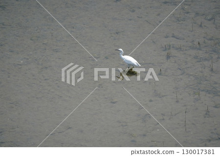 Heron Heron 130017381