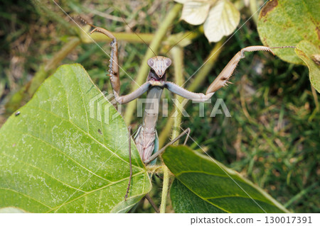 Threat of mantis 130017391
