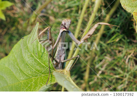 Threat of mantis Threat of mantis 130017392