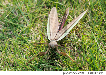 Threat of mantis 130017394