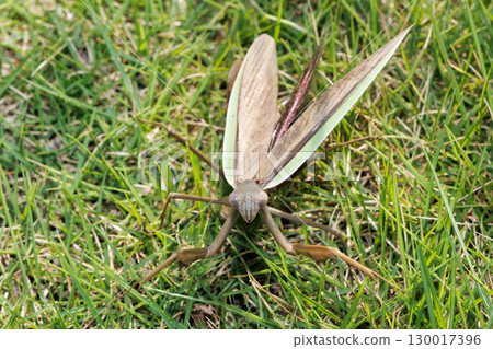 Threat of mantis Threat of mantis 130017396