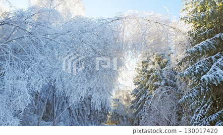 Sunlight on green trees in winter forest. Much  snow and ice on the spruce branches in cold weather. 130017420