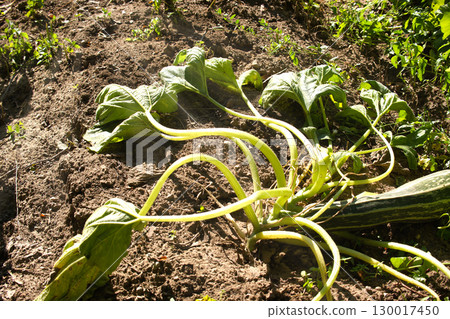 Zucchini plant wilting in a dry field under the hot summer sun depicting the harsh impact of drought 130017450