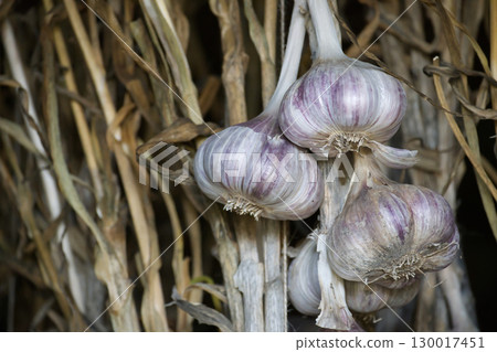 Freshly Harvested Garlic Bulbs Hung for Drying and Storage Freshly Harvested Garlic Bulbs Hung for Drying and Storage 130017451