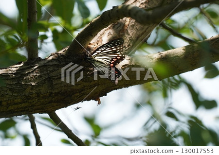 Butterfly Butterfly 130017553