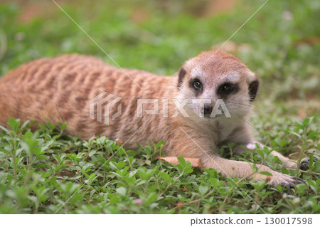 貓鼬假裝是肖像模特 貓鼬假裝是肖像模特 130017598