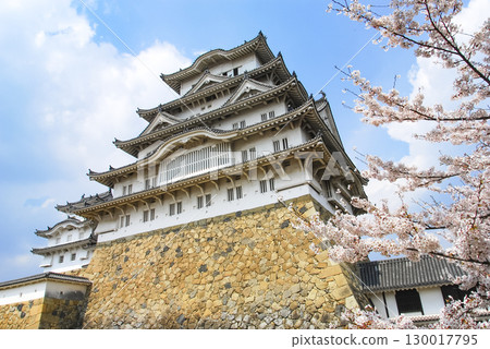 兵庫縣姬路市的姬路城和染井吉野櫻花 130017795