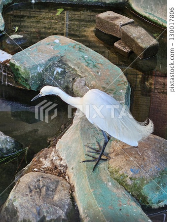white heron in flight white heron in flight 130017806