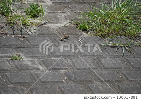 麻雀 麻雀 130017891