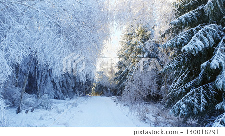 Sunlight on green trees in winter forest. Much  snow and ice on the spruce branches in cold weather. 130018291