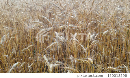 Field of wheat in sunny summer weather. Much ripening wheat ears. Crops field. 130018296