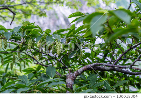 Flowers on the Daisen Utopia Course: Hornbeam trees and flowers 1, Daisen Town, Saihaku District, Tottori Prefecture 130018304
