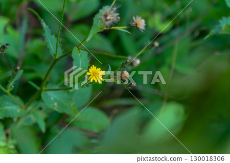 大山烏托邦之花路線:鳥取縣西伯郡大山町Kozourina 2 大山烏托邦之花路線:鳥取縣西伯郡大山町Kozourina 2 130018306