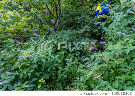 鳥取縣西伯郡大山町大山烏托邦步道沿途的鮮花 鳥取縣西伯郡大山町大山烏托邦步道沿途的鮮花 130018308