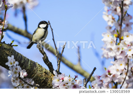 Tits and cherry blossoms 130018569