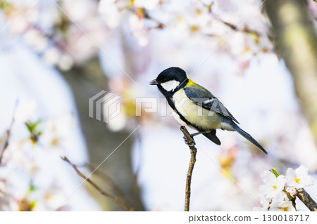 Tits and cherry blossoms Tits and cherry blossoms 130018717