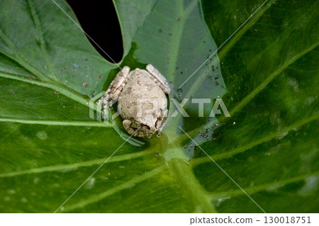 A white, camouflaged frog resting on a large leaf filled with water. A white, camouflaged frog resting on a large leaf filled with water. 130018751