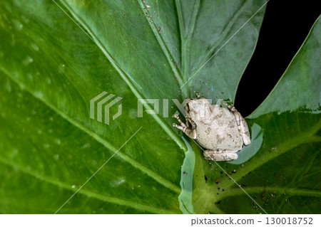 A white, camouflaged frog resting on a large leaf filled with water. A white, camouflaged frog resting on a large leaf filled with water. 130018752