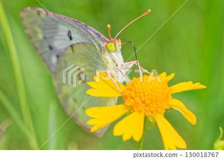 White-type Colias butterfly sucking nectar from a flower White-type Colias butterfly sucking nectar from a flower 130018767