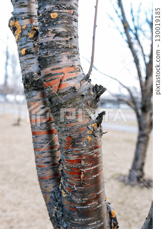 Double trunk of rowan tree. Rowan tree trunk close-up. Tree bark. Rowan 130019185