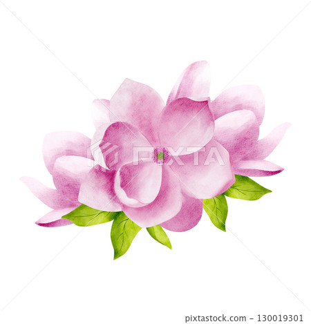 Composition with pink watercolor magnolia flowers with green leaves. Isolated object for the design of postcards, invitations, congratulations,creating patterns, packaging, decorating fabric and Composition with pink watercolor magnolia flowers with green leaves. Isolated object for the design of postcards, invitations, congratulations,creating patterns, packaging, decorating fabric and 130019301