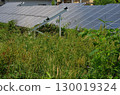 Solar power plant panels surrounded by grass 130019324