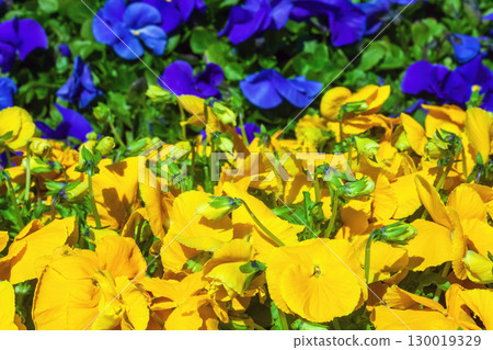 Flower bed with growing yellow, blue pansies. Colorful Viola wirttrockiana flowers Flower bed with growing yellow, blue pansies. Colorful Viola wirttrockiana flowers 130019329