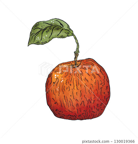 Red ripe apple with green leaf. Watercolor hand drawn illustration. Drawing for stickers, cards, scrapbooking. Plants, harvest, fruit, autumn, food, dessert Red ripe apple with green leaf. Watercolor hand drawn illustration. Drawing for stickers, cards, scrapbooking. Plants, harvest, fruit, autumn, food, dessert 130019366