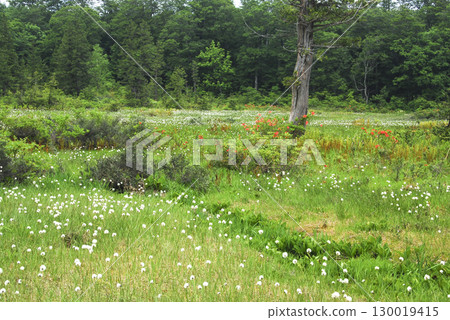 Cotton grass blooming in Komadome Marsh, Minamiaizu Town, Fukushima Prefecture Cotton grass blooming in Komadome Marsh, Minamiaizu Town, Fukushima Prefecture 130019415