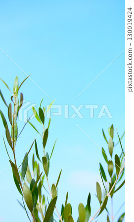 Olive and blue sky Olive and blue sky 130019424