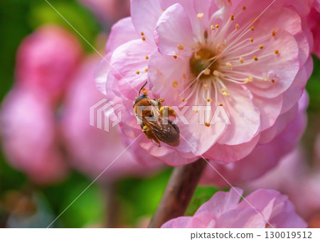 Bee on blooming sakura pink flower pollinates closeup, selective focus 130019512