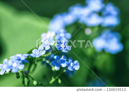 Blue forget-me-not little flowers grow in summer garden closeup, soft docus Blue forget-me-not little flowers grow in summer garden closeup, soft docus 130019513