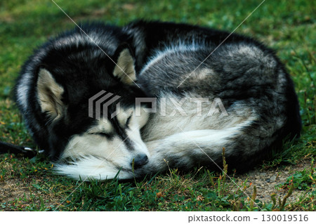 Sleeping Siberian Husky with closed eyes lying down on yard, soft focus Sleeping Siberian Husky with closed eyes lying down on yard, soft focus 130019516