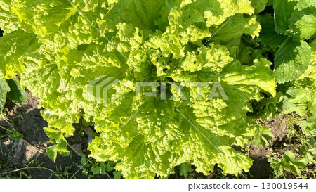 Vibrant Green Lettuce in Sunlight 130019544