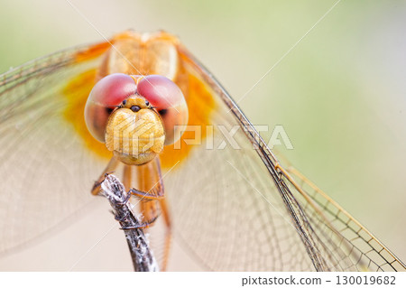 A female scarlet dragonfly looking at me 130019682