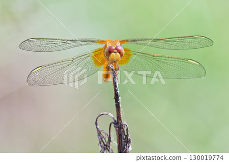 A female scarlet dragonfly resting on a branch 130019774