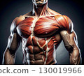 Male upper body anatomy illustration 130019966