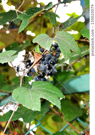 田野裡野生的葡萄 130020074