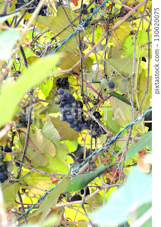 Grapes growing wild in the field Grapes growing wild in the field 130020075