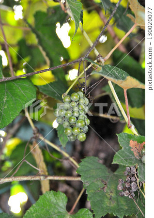 Grapes growing wild in the field 130020077