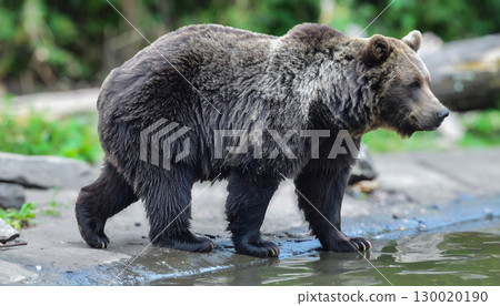 Brown bears blending into nature 130020190