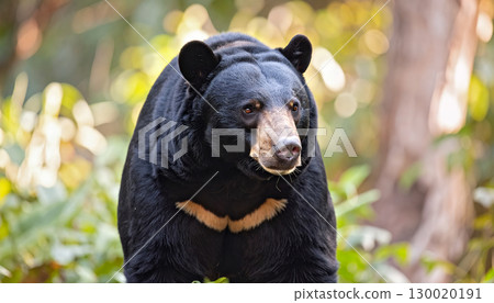 Asiatic black bear living in the forest 130020191
