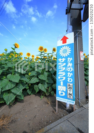 向日葵節／栃木縣上川町 130020250
